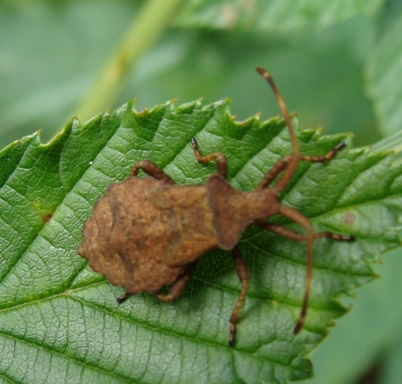 Coreus marginatus (adulto e ninfa) al Parco di Monza